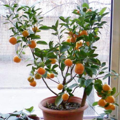 Растение мандарин в домашних условиях. Ботаническое описание 02