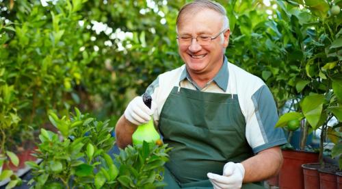 Растение мандарин в домашних условиях. Ботаническое описание 18