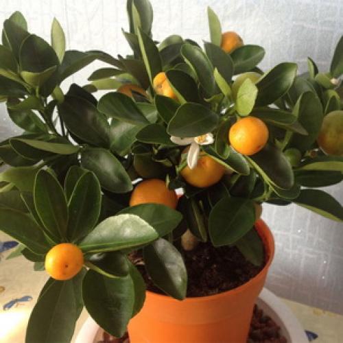 Растение мандарин в домашних условиях. Ботаническое описание 10