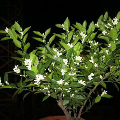 Растение мандарин в домашних условиях. Ботаническое описание 06