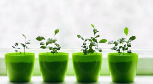 Растение мандарин в домашних условиях. Ботаническое описание 16