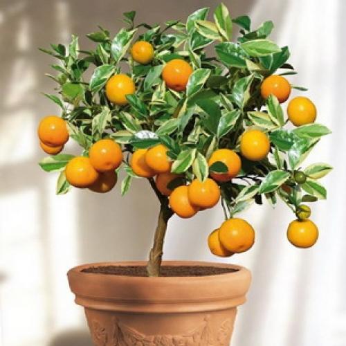 Растение мандарин в домашних условиях. Ботаническое описание 09