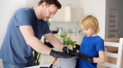 Растение мандарин в домашних условиях. Ботаническое описание 17