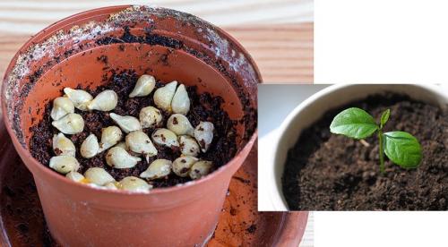 Растение мандарин в домашних условиях. Ботаническое описание 15