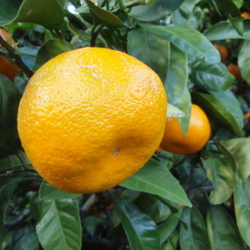 Растение мандарин в домашних условиях. Ботаническое описание 04