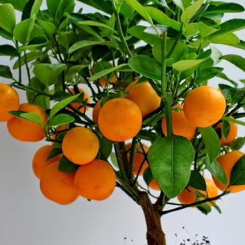 Растение мандарин в домашних условиях. Ботаническое описание 08