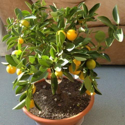 Растение мандарин в домашних условиях. Ботаническое описание 11