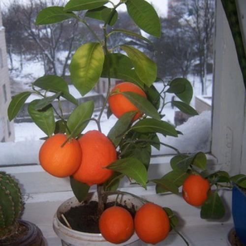 Растение мандарин в домашних условиях. Ботаническое описание 07