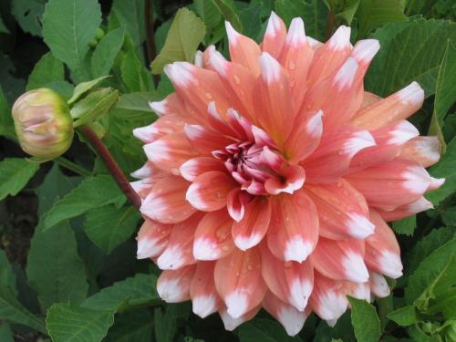 Гороскоп комнатные цветы по дате рождения. Цветочный гороскоп! Выясняем характер человека по дате рождения 19