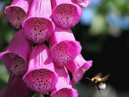 Гороскоп комнатные цветы по дате рождения. Цветочный гороскоп! Выясняем характер человека по дате рождения 16