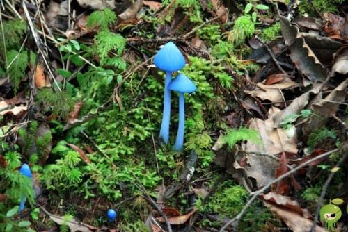 Небесно-голубой гриб. Небесно — голубой гриб.