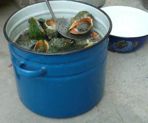 Как очистить раковины из моря. Часть 3 Часть 3 из 4: Чистка мертвых раковин 12