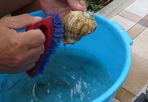 Как чистить и полировать ракушки. Как чистить и полировать раковины морского ушка 10