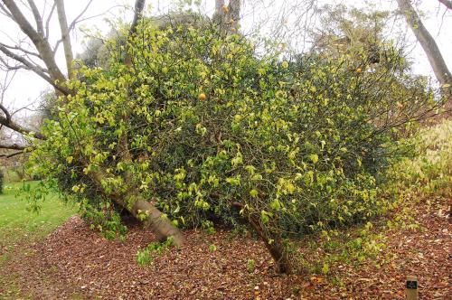 Можно ли выращивать цитрусовые дома, даже в регионах с прохладным климатом. Холодостойкие цитрусовые