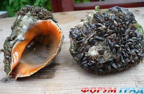 Ракушка в уксусе. Как очистить раковину рапаны?