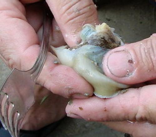 Как очистить ракушку рапана.Почистить ракушку.. Часть 2 Часть 2 из 4: Удаление животных тканей из ракушки 20