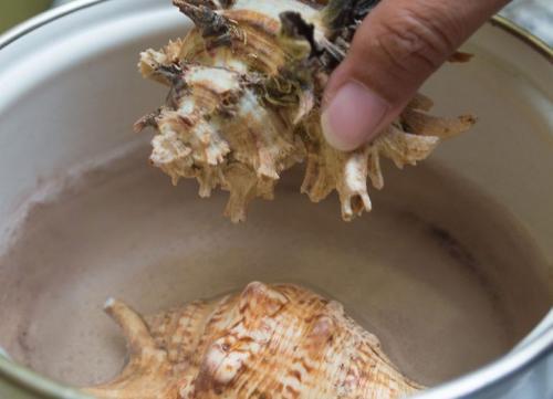 Как отмыть ракушки от запаха. Как очистить ракушки с моря, чем отмыть, чтобы избавиться от морского запаха