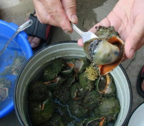 Как очистить ракушку рапана.Почистить ракушку.. Часть 2 Часть 2 из 4: Удаление животных тканей из ракушки 18