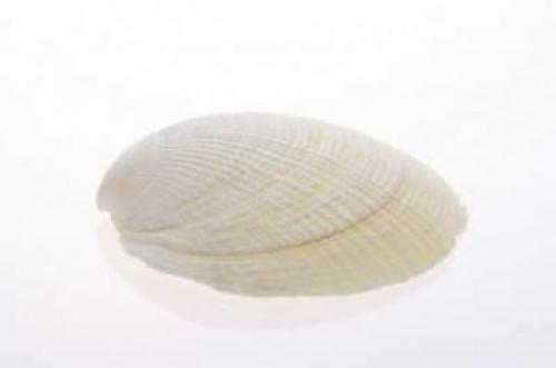 Как отмыть ракушки от зеленого налета. Как почистить от известкового налета 15 Как отмыть ракушки от зеленого налета. Как почистить от известкового налета 15