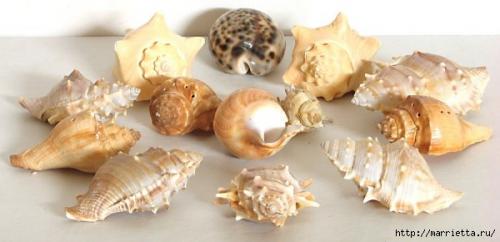 Как очистить ракушку рапана для сувенира. Очистить ракушку рапан - домашняя обработка 21 Как очистить ракушку рапана для сувенира. Очистить ракушку рапан - домашняя обработка 21