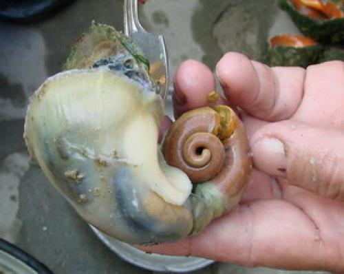 Как очистить ракушку рапана для сувенира. Очистить ракушку рапан - домашняя обработка 02 Как очистить ракушку рапана для сувенира. Очистить ракушку рапан - домашняя обработка 02