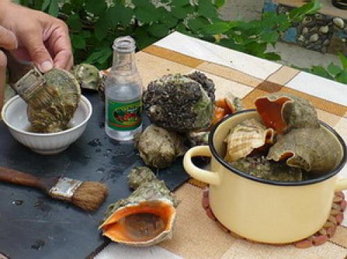 Как очистить ракушку рапана для сувенира. Очистить ракушку рапан - домашняя обработка 05 Как очистить ракушку рапана для сувенира. Очистить ракушку рапан - домашняя обработка 05