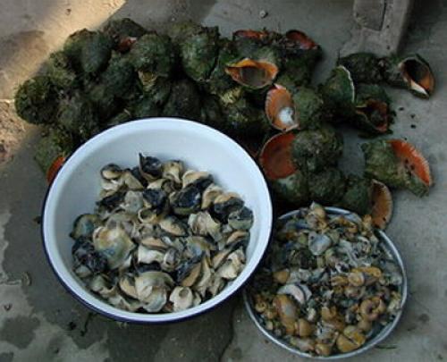 Как очистить ракушку рапана для сувенира. Очистить ракушку рапан - домашняя обработка 04 Как очистить ракушку рапана для сувенира. Очистить ракушку рапан - домашняя обработка 04