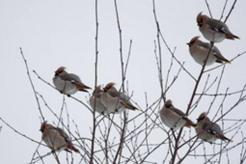 Сентябрь в русском народном календаре. Русский земледельческий календарь (Месяцеслов) 11