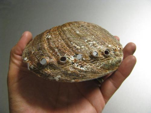 Как очистить ракушку до перламутра. Как полировать ракушки для украшений и рукоделия