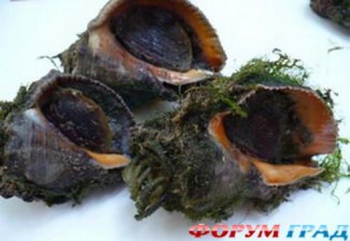 Как почистить раковины рапана. Как очистить раковину рапаны?