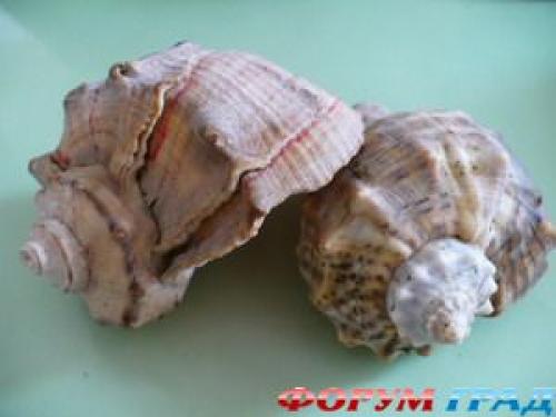 Как почистить раковины рапана. Как очистить раковину рапаны?