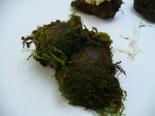 Как очистить раковину рапана от водорослей. Ракушка рапан. Как очистить ракушку 01