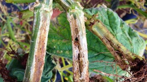 Корневая гниль огурцов. Как выглядит корневая гниль у огурцов и чем ее лечить?