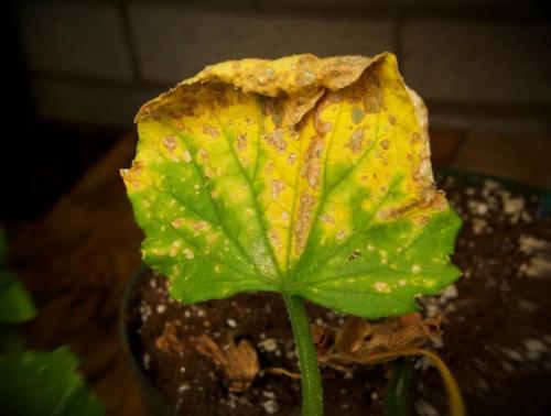 Как реанимировать огурцы на грядке. Народные средства от пожелтения листьев огурцов 01