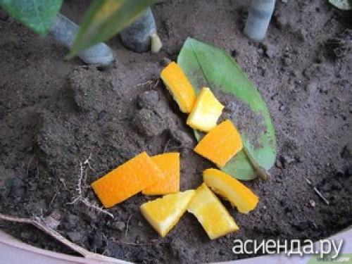 Апельсиновые корки применение. Зачем нужны апельсиновые корочки на даче?