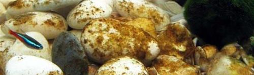 КАК отчистить БОЛЬШИЕ ракушки от водорослей. Как чистить декор, камни и коряги для аквариума