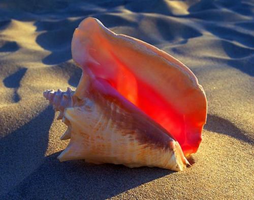 Как отмыть ракушки от запаха. Как отмыть ракушки от известкового налета и избавиться от запаха