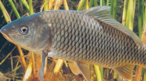 Как очистить ракушку до перламутра. Как получить перламутр в домашних условиях