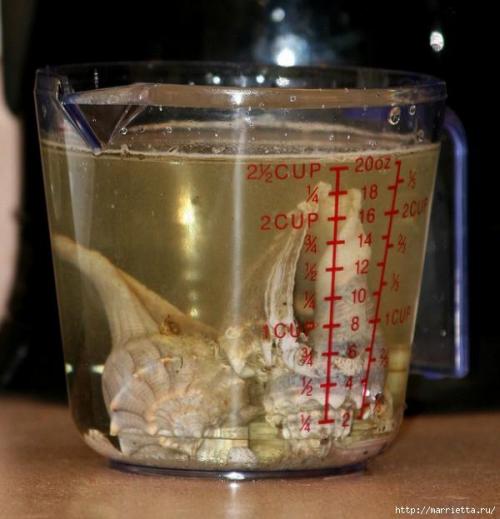 Как отмыть ракушки от запаха. Как отмыть ракушки от известкового налета и избавиться от запаха