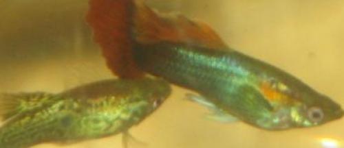 Как очистить ракушку до перламутра. Как получить перламутр в домашних условиях