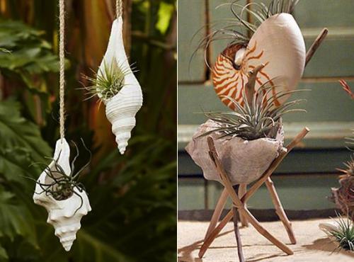 Как очистить ракушки для поделок. Обработка ракушек перед началом творчества