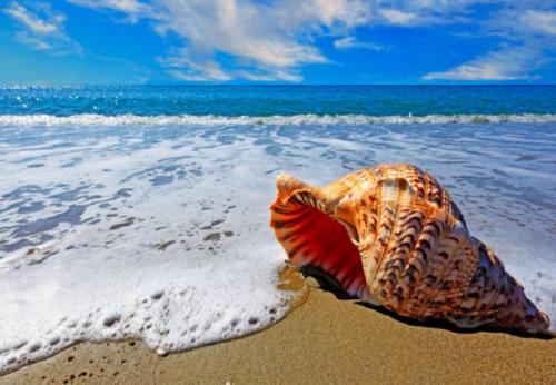 Как отмыть ракушки от запаха. Как отмыть ракушки от известкового налета и избавиться от запаха