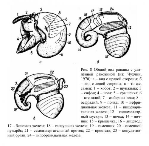 Способ легко очистить рапаны и походный.. Как чистить рапанов без раковины