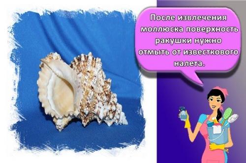 Как чистить рапаны. Чистка раковин в домашних условиях