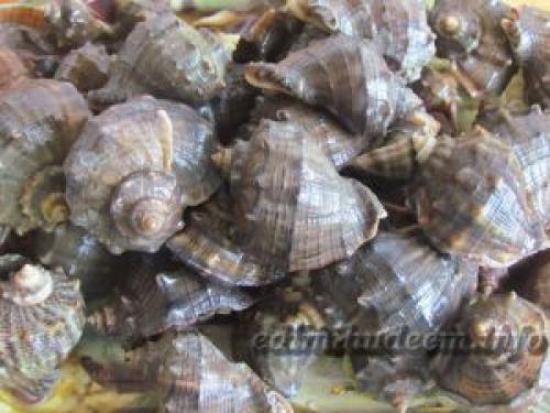 Рапаны тушеные. Рапаны в сметане с луком