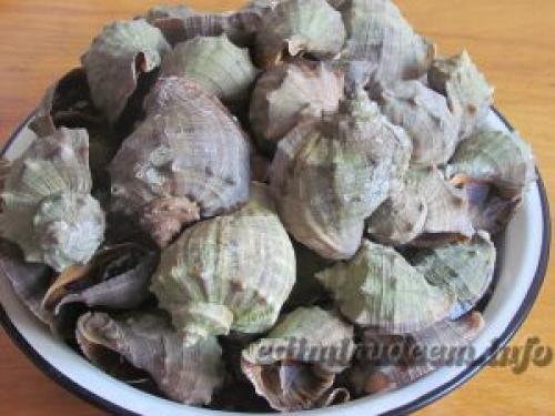 Рапаны тушеные. Рапаны в сметане с луком