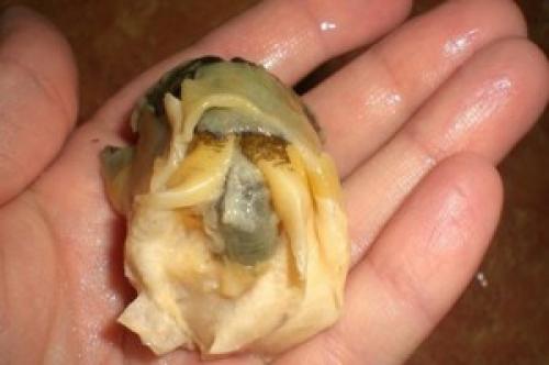 Как правильно извлечь из раковины и очистить мясо Рапана. Рецепт первый и самый важный –, как правильно извлечь из раковины и очистить мясо Рапана 10 Как правильно извлечь из раковины и очистить мясо Рапана. Рецепт первый и самый важный –, как правильно извлечь из раковины и очистить мясо Рапана 10