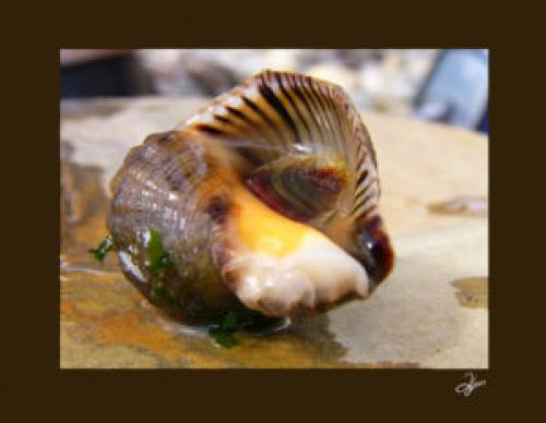 Как правильно извлечь из раковины и очистить мясо Рапана. Рецепт первый и самый важный –, как правильно извлечь из раковины и очистить мясо Рапана 08 Как правильно извлечь из раковины и очистить мясо Рапана. Рецепт первый и самый важный –, как правильно извлечь из раковины и очистить мясо Рапана 08