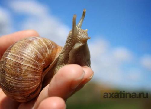Улитка ахатина воняет. Содержание и уход за ахатинами: основные правила общения с улитками