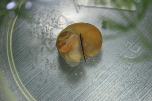 Улитка затвердела. Как умирают улитки